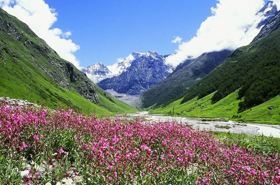 Valley Of Flower