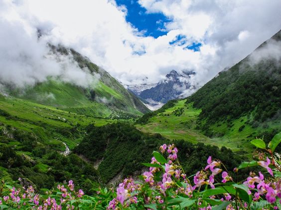 Valley Of Flower