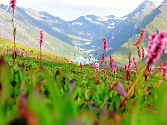 Valley Of Flower